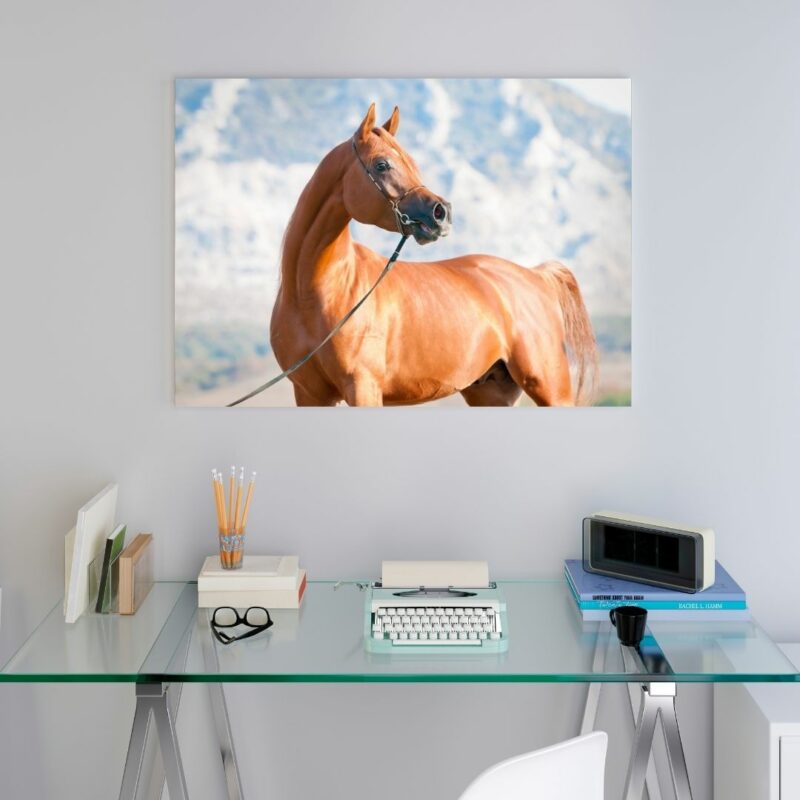 poster cheval arabe chambre