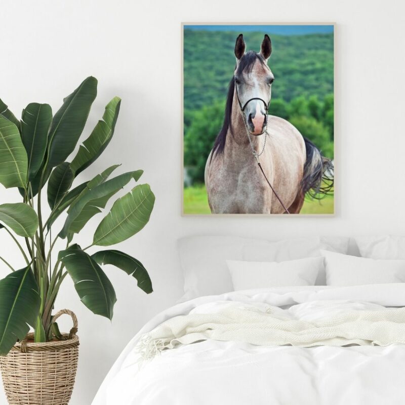 poster cheval gris chambre