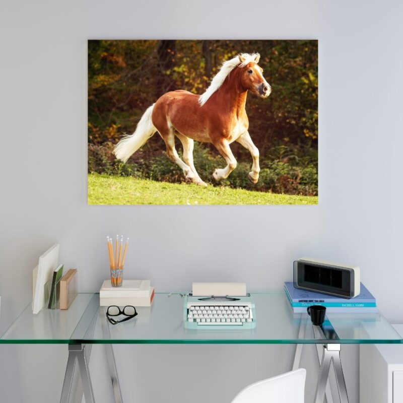 poster cheval haflinger chambre